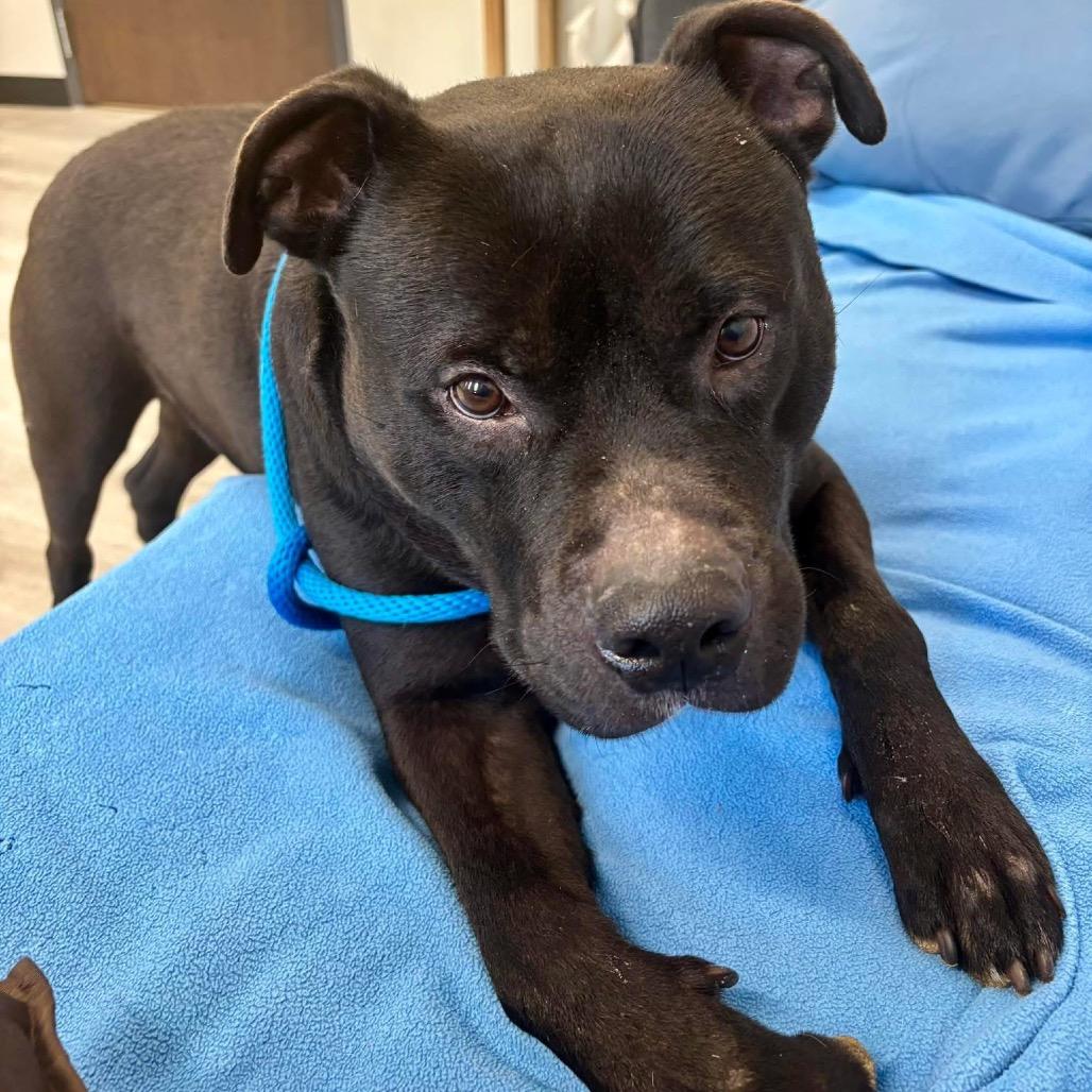 Enlarge Pac-Man, a Adoptable Mixed Breed in Oak Park, IL image 1/6