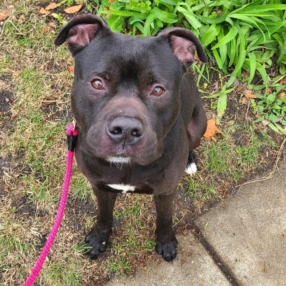 Enlarge Pac-Man, a Adoptable Mixed Breed in Oak Park, IL image 2/6