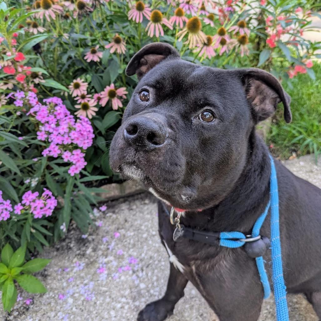 Enlarge Pac-Man, a Adoptable Mixed Breed in Oak Park, IL image 3/6