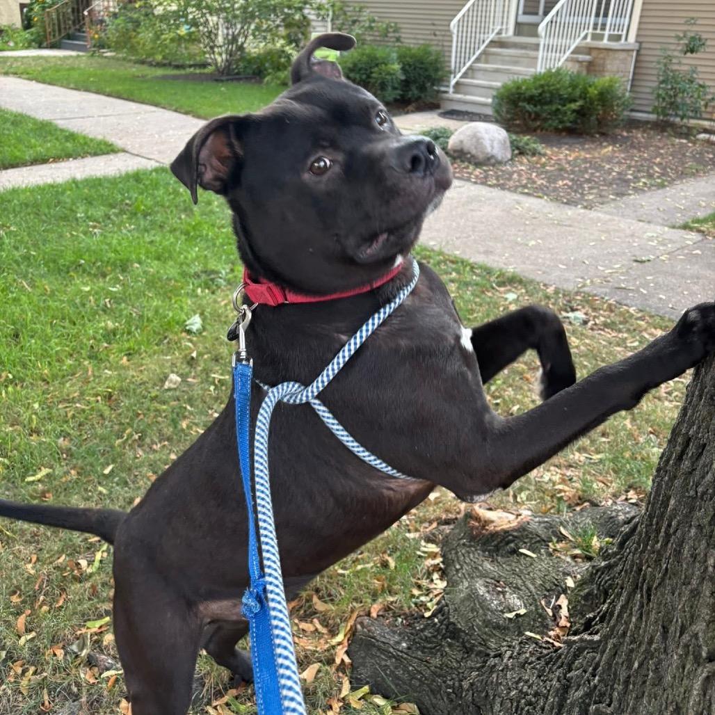Enlarge Pac-Man, a Adoptable Mixed Breed in Oak Park, IL image 4/6