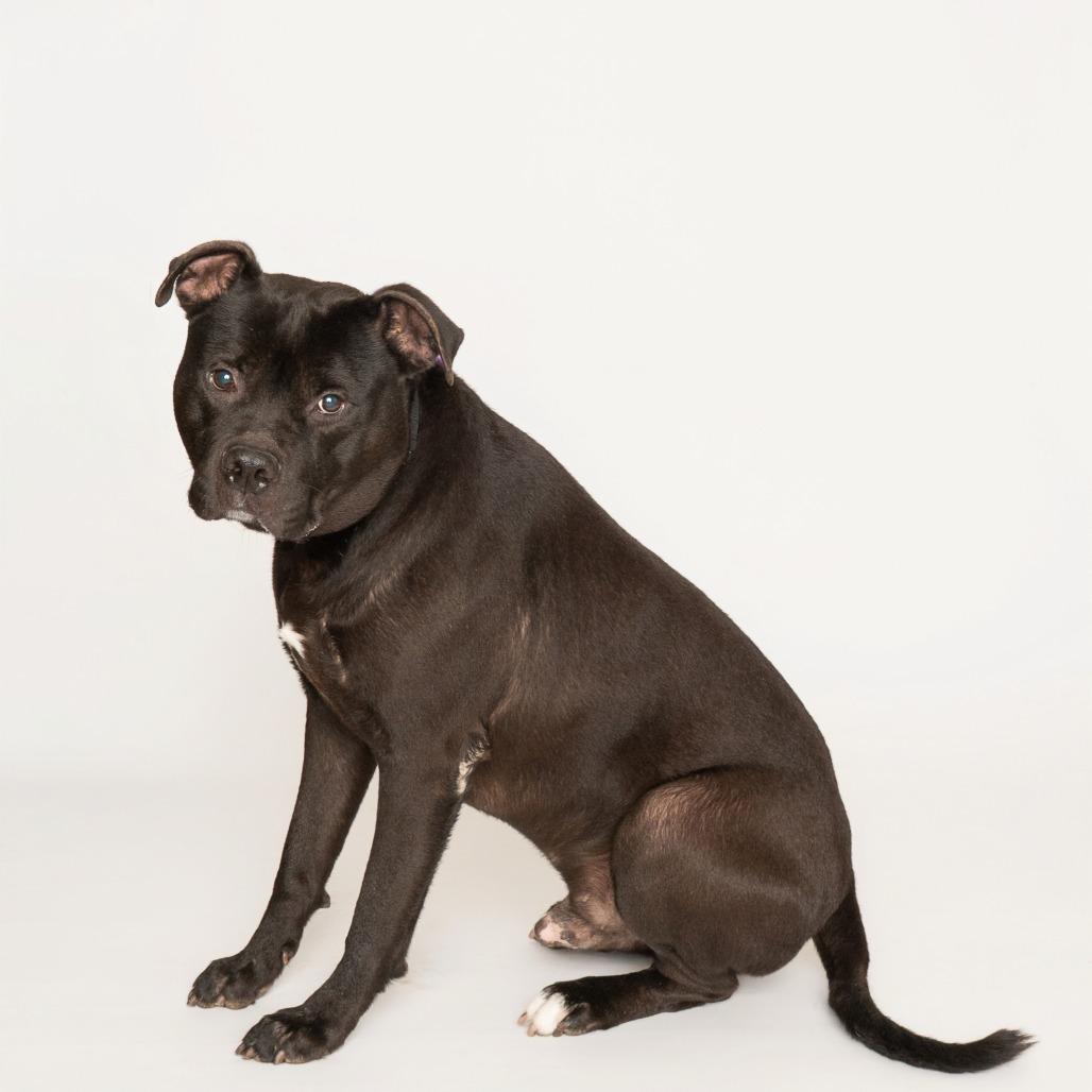 Enlarge Pac-Man, a Adoptable Mixed Breed in Oak Park, IL image 5/6