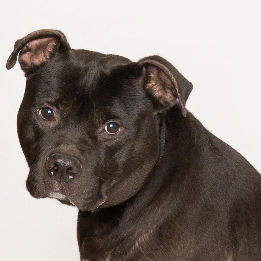 Enlarge Pac-Man, a Adoptable Mixed Breed in Oak Park, IL image 5/6