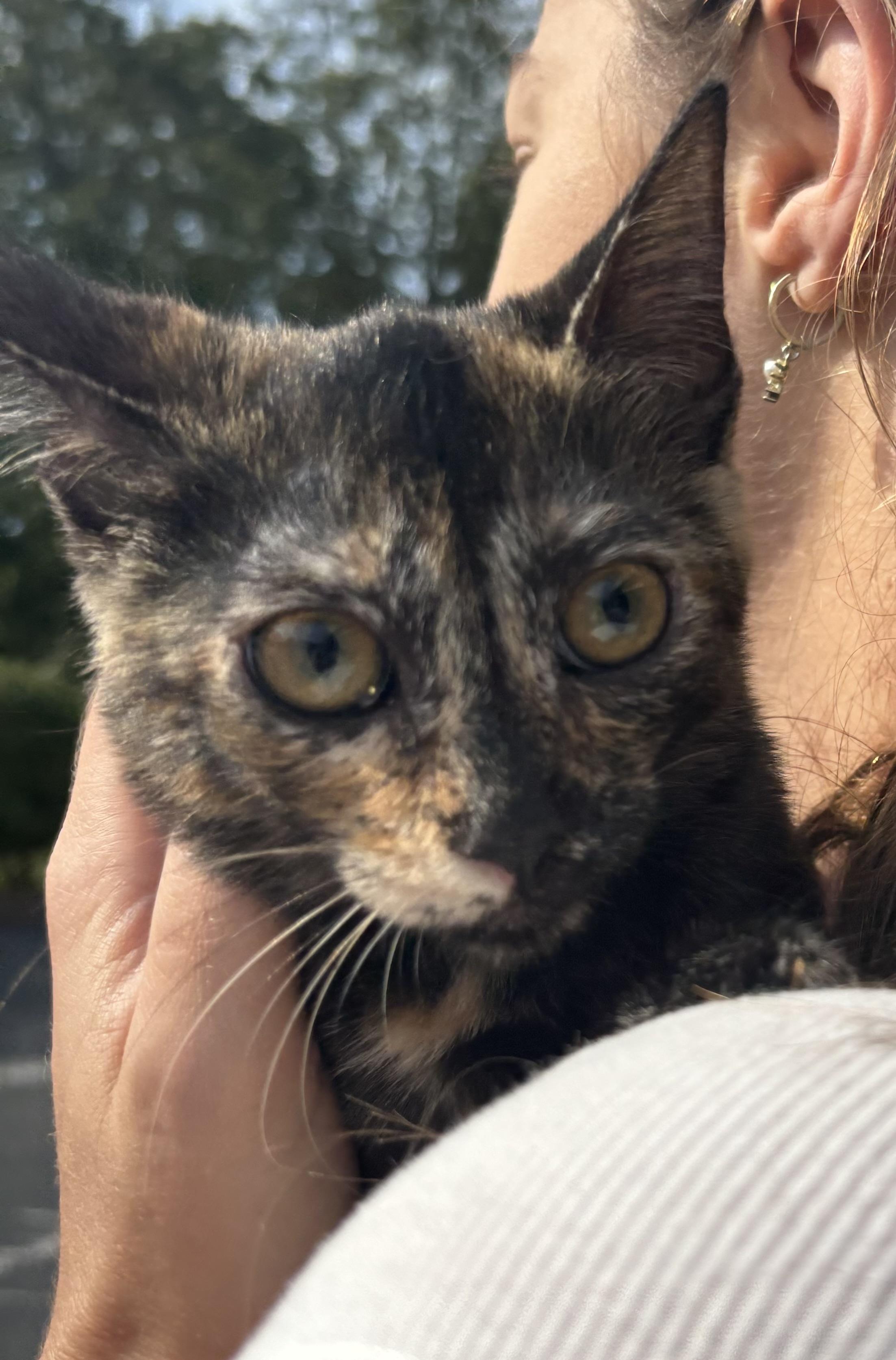 Dusty - Athens GA