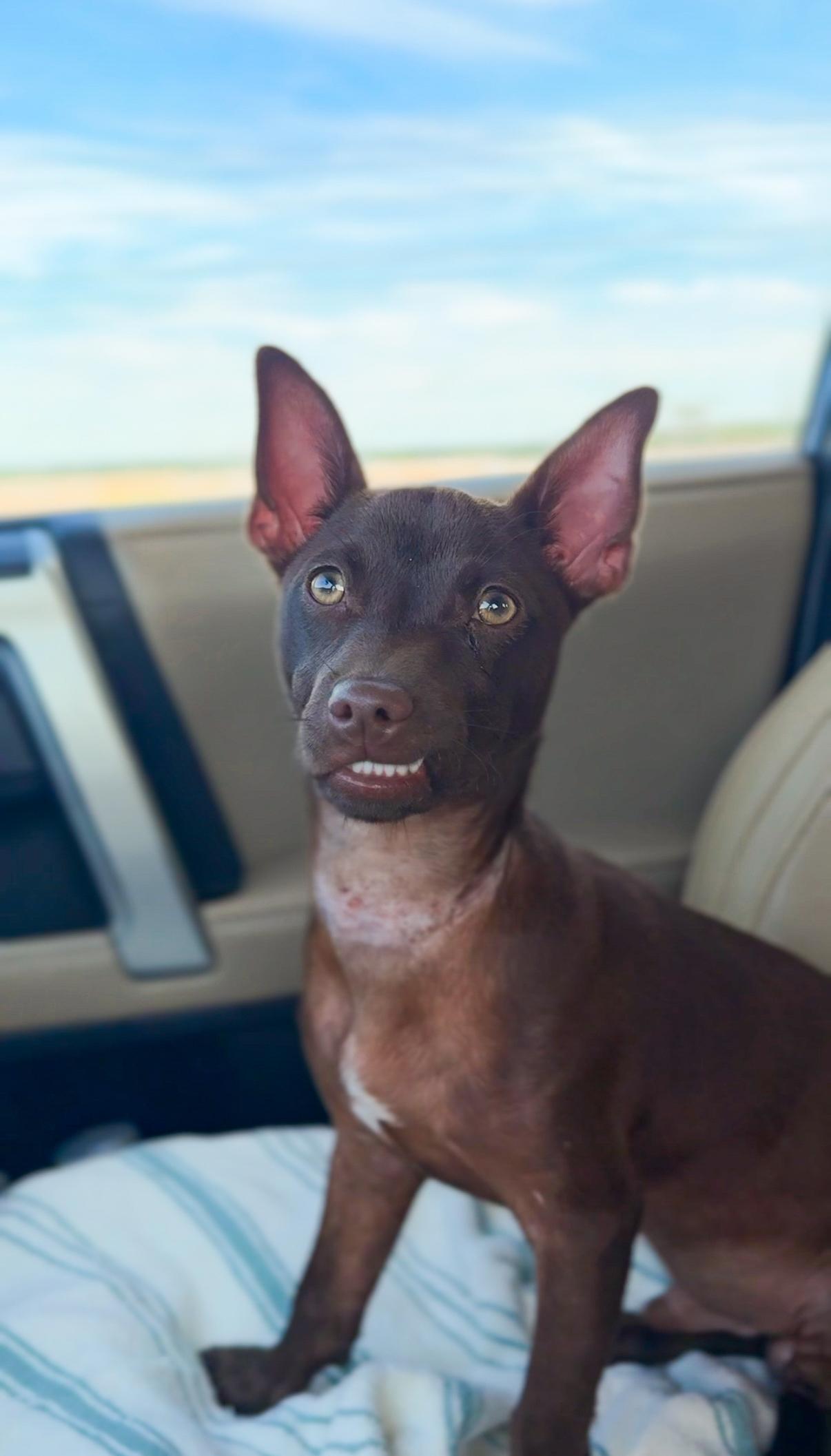 Toby Keith, adopted, Puppy Male Chihuahua.