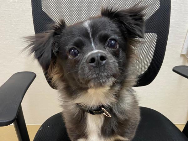 Mistletoe thumbnail 2