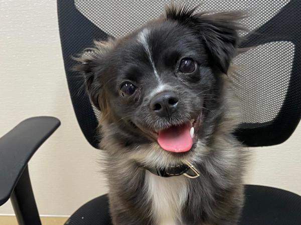 Mistletoe thumbnail 3