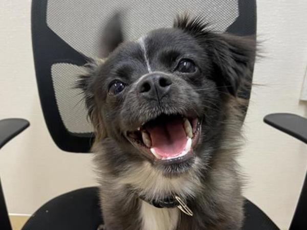 Mistletoe thumbnail 4