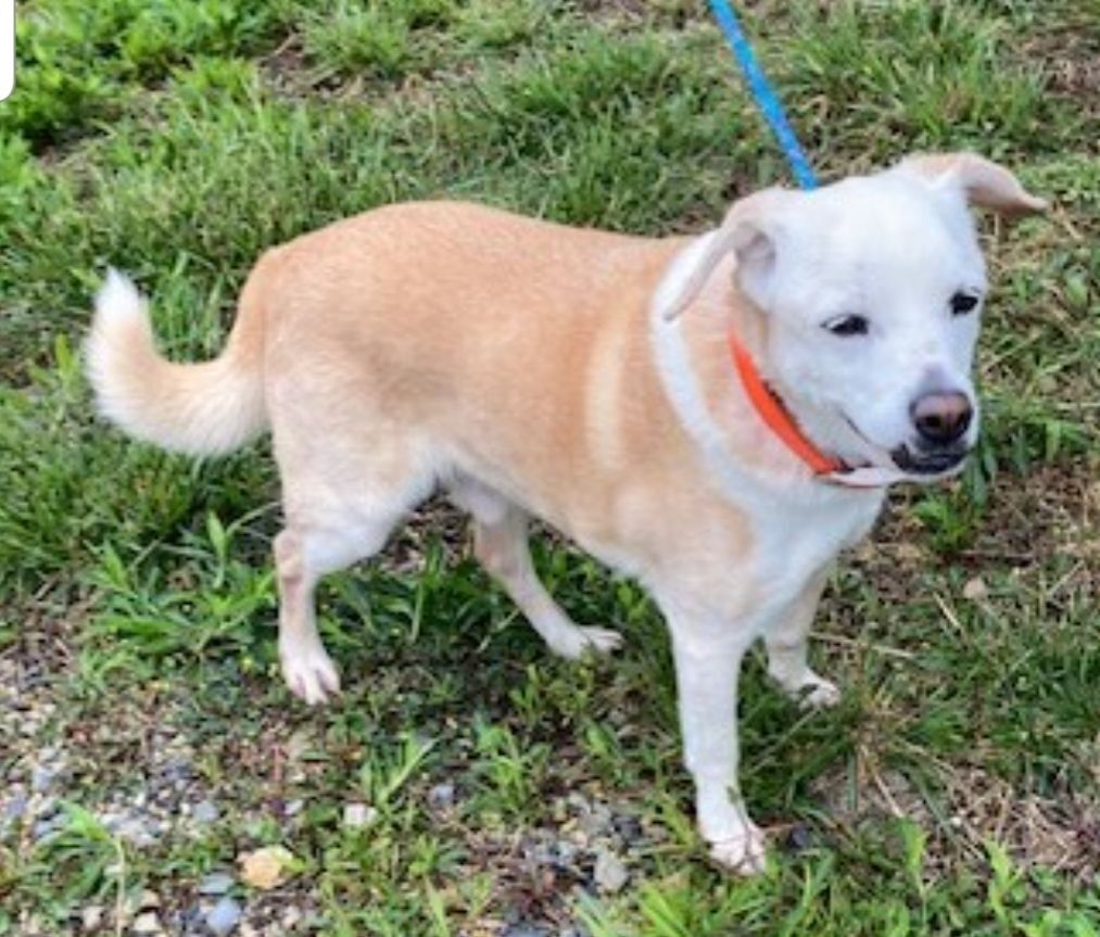 Enlarge Buddie, a Adopted mixed breed in Yellville, AR image 1/3