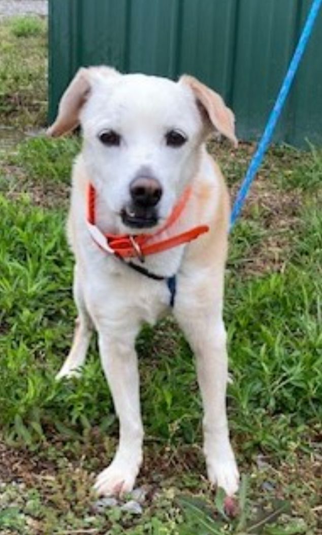 Enlarge Buddie, a Adopted mixed breed in Yellville, AR image 2/3