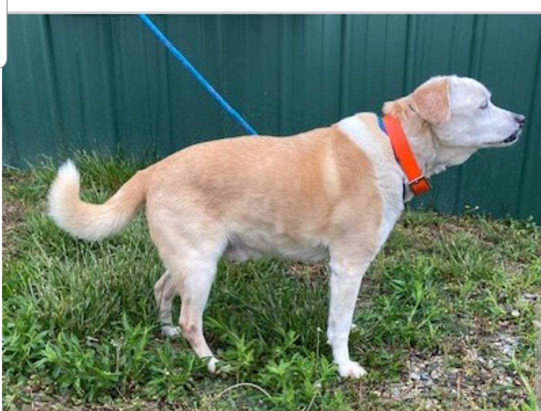 Enlarge Buddie, a Adopted mixed breed in Yellville, AR image 3/3