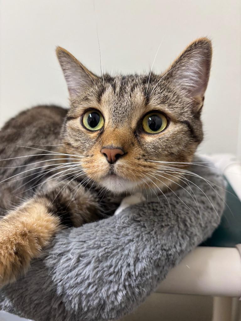 Enlarge Maja, a Adoptable mixed breed in Fall River, MA image 1/6