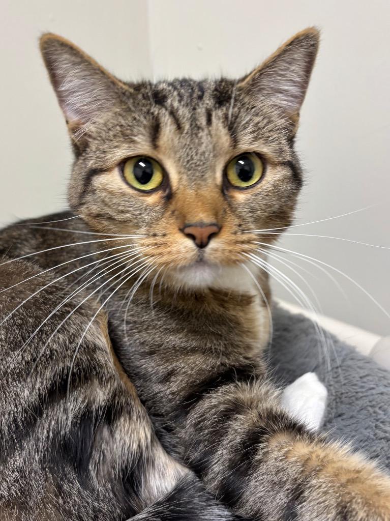 Enlarge Maja, a Adoptable mixed breed in Fall River, MA image 2/6