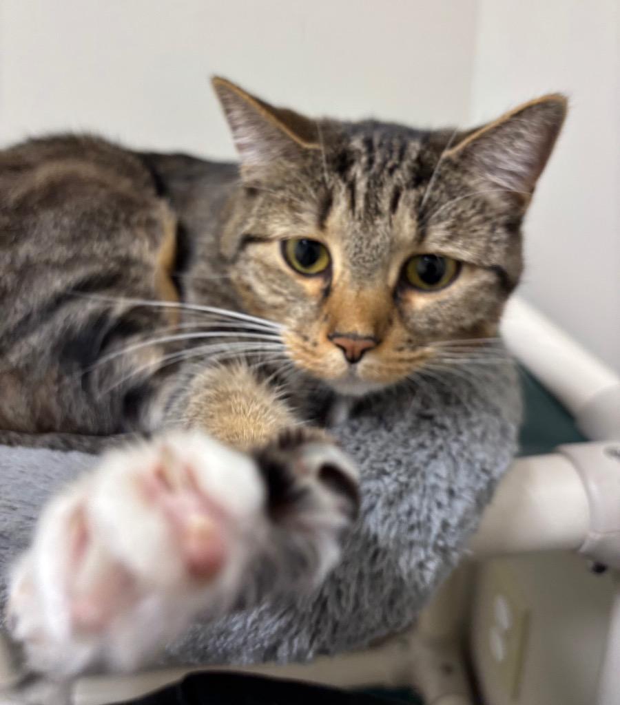 Enlarge Maja, a Adoptable mixed breed in Fall River, MA image 4/6