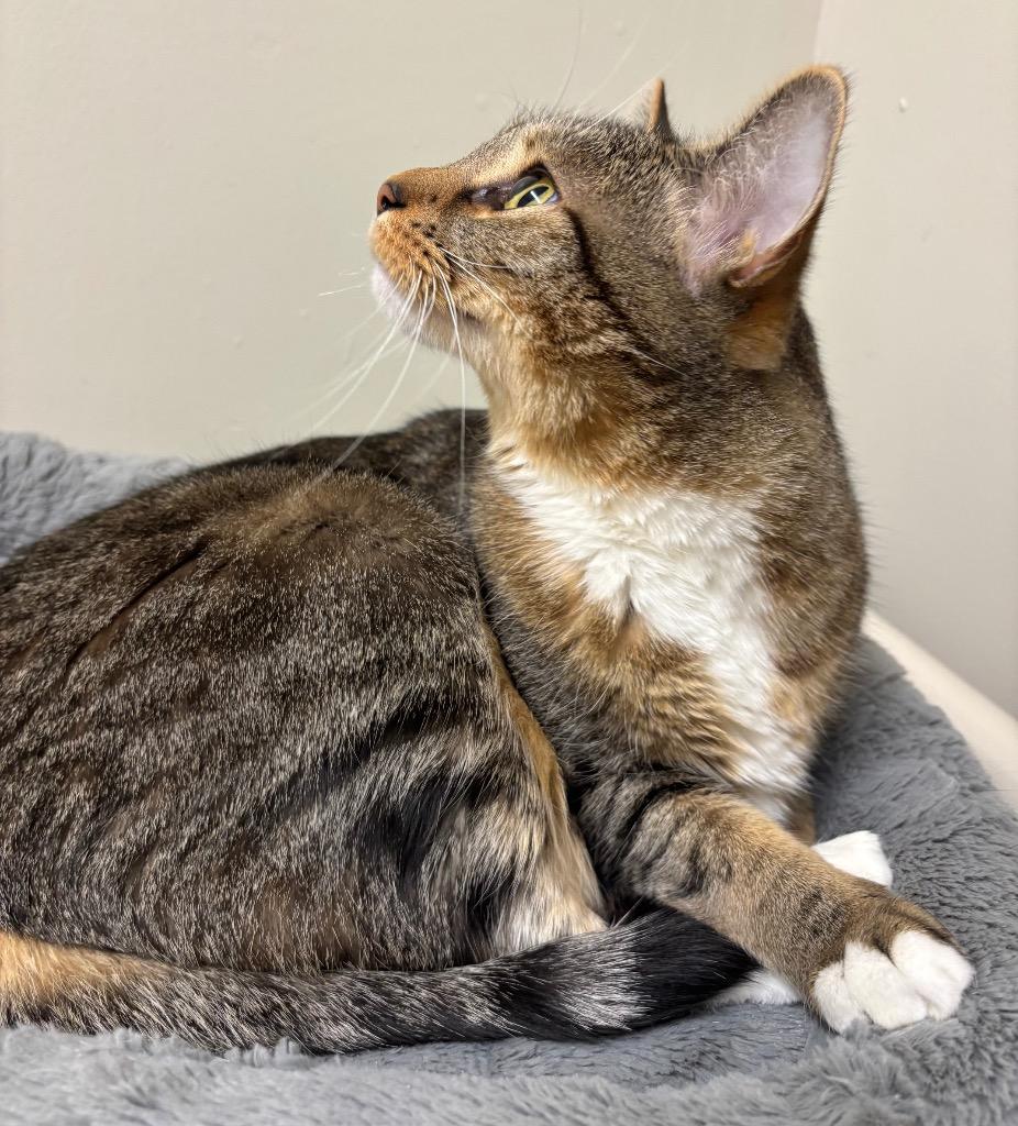 Maja, a Adoptable mixed breed in Fall River, MA image 3/6