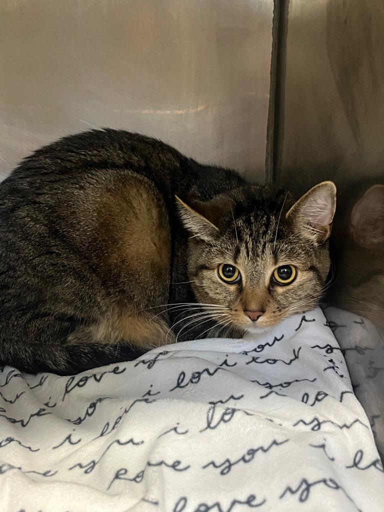 Maja, a Adoptable mixed breed in Fall River, MA image 5/6