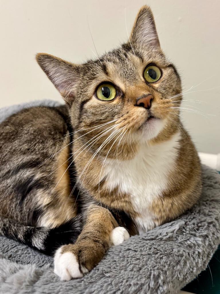 Maja, a Adoptable mixed breed in Fall River, MA image 6/6