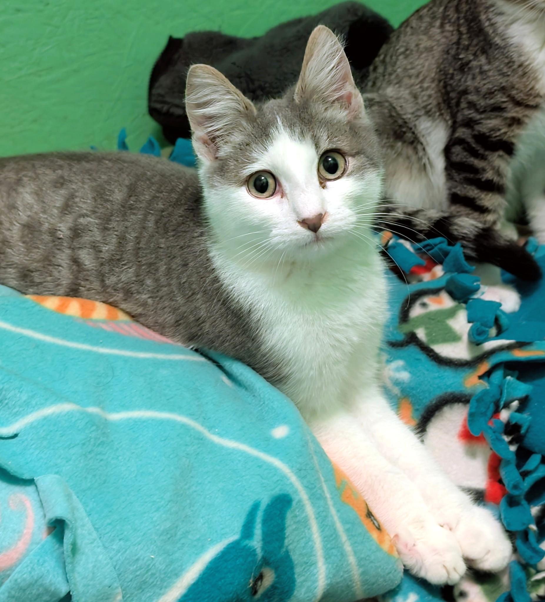 Scotty: What a Character!, ADOPTABLE, Kitten Male Tabby.