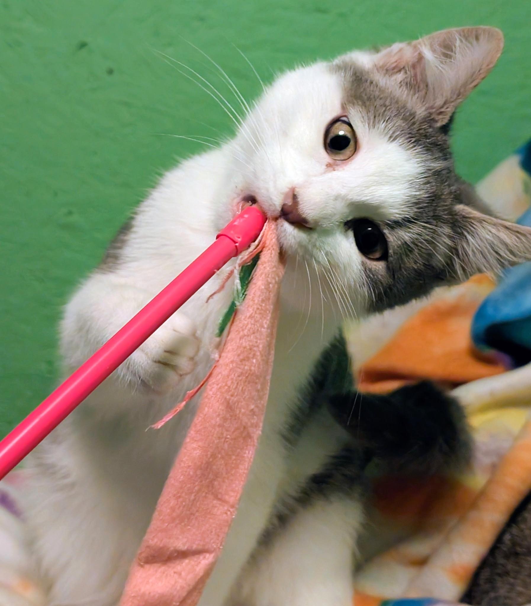 Enlarge Scotty: What a Character!, a ADOPTABLE Tabby in Newport, WA image 2/6