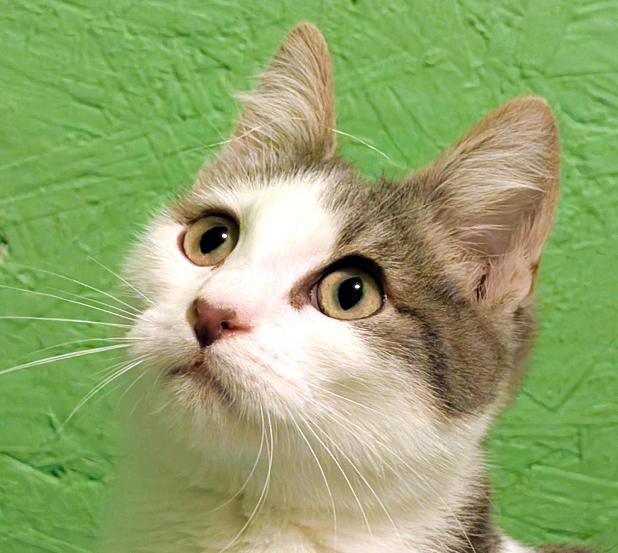 Enlarge Scotty: What a Character!, a ADOPTABLE Tabby in Newport, WA image 3/6