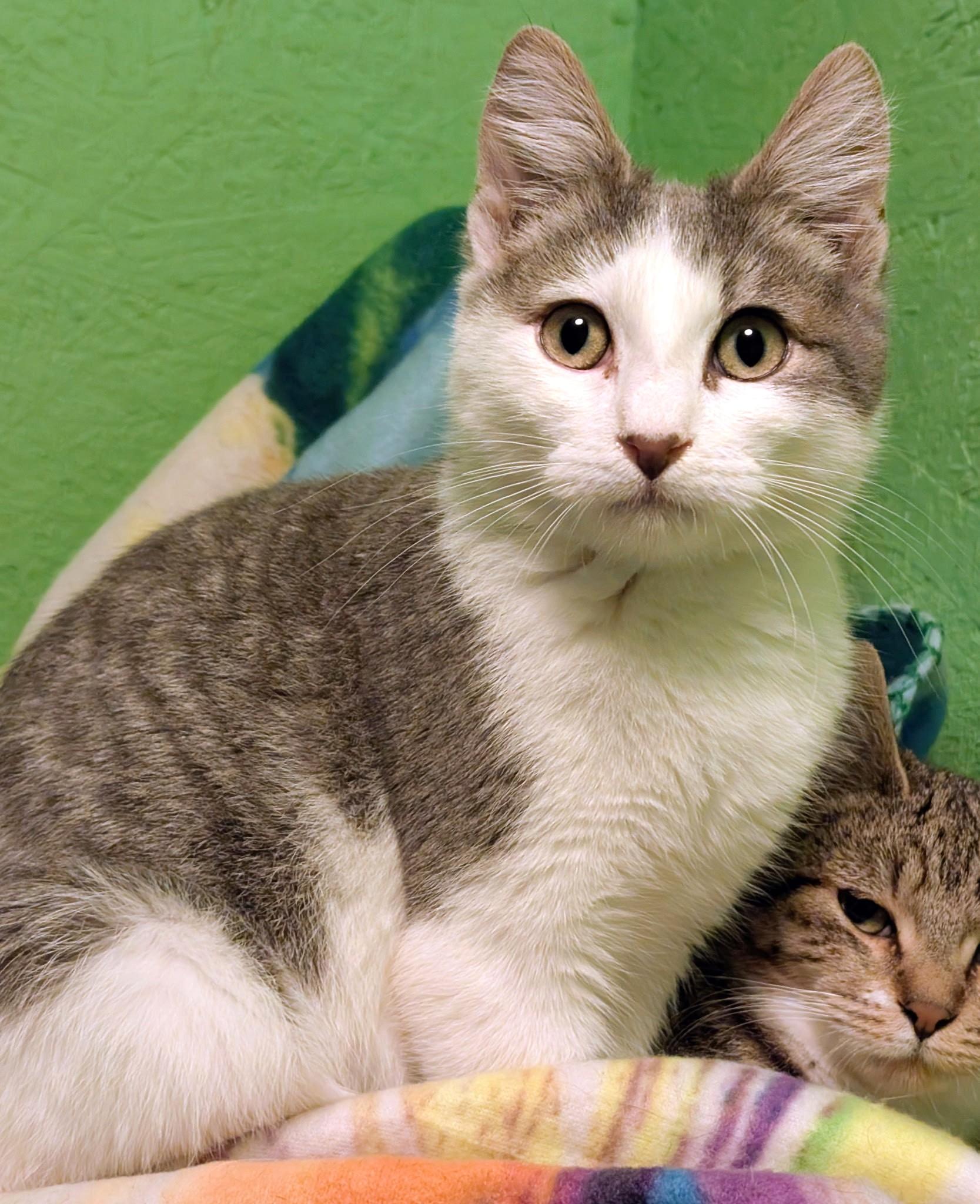 Enlarge Scotty: What a Character!, a ADOPTABLE Tabby in Newport, WA image 4/6