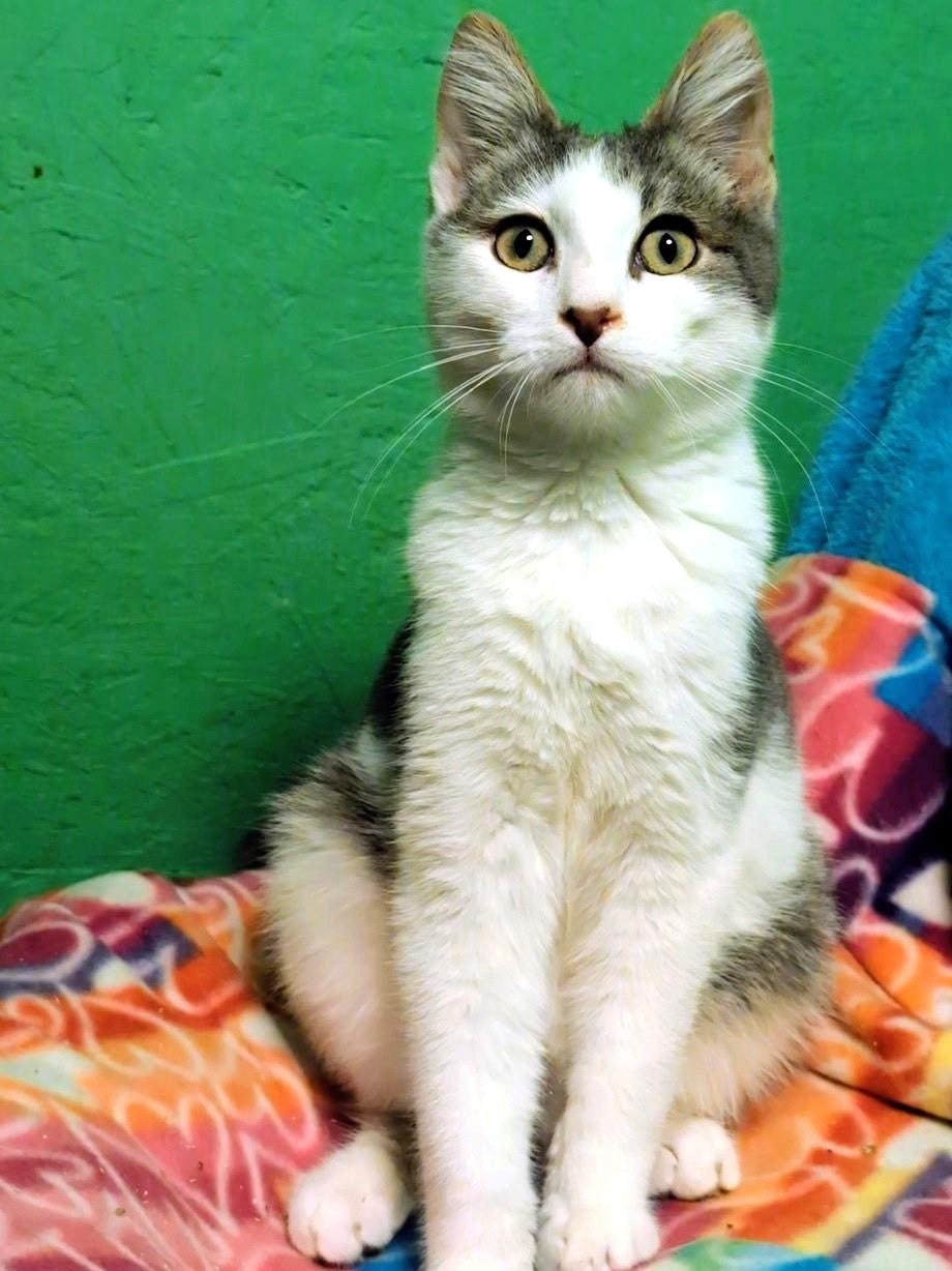 Enlarge Scotty: What a Character!, a ADOPTABLE Tabby in Newport, WA image 5/6