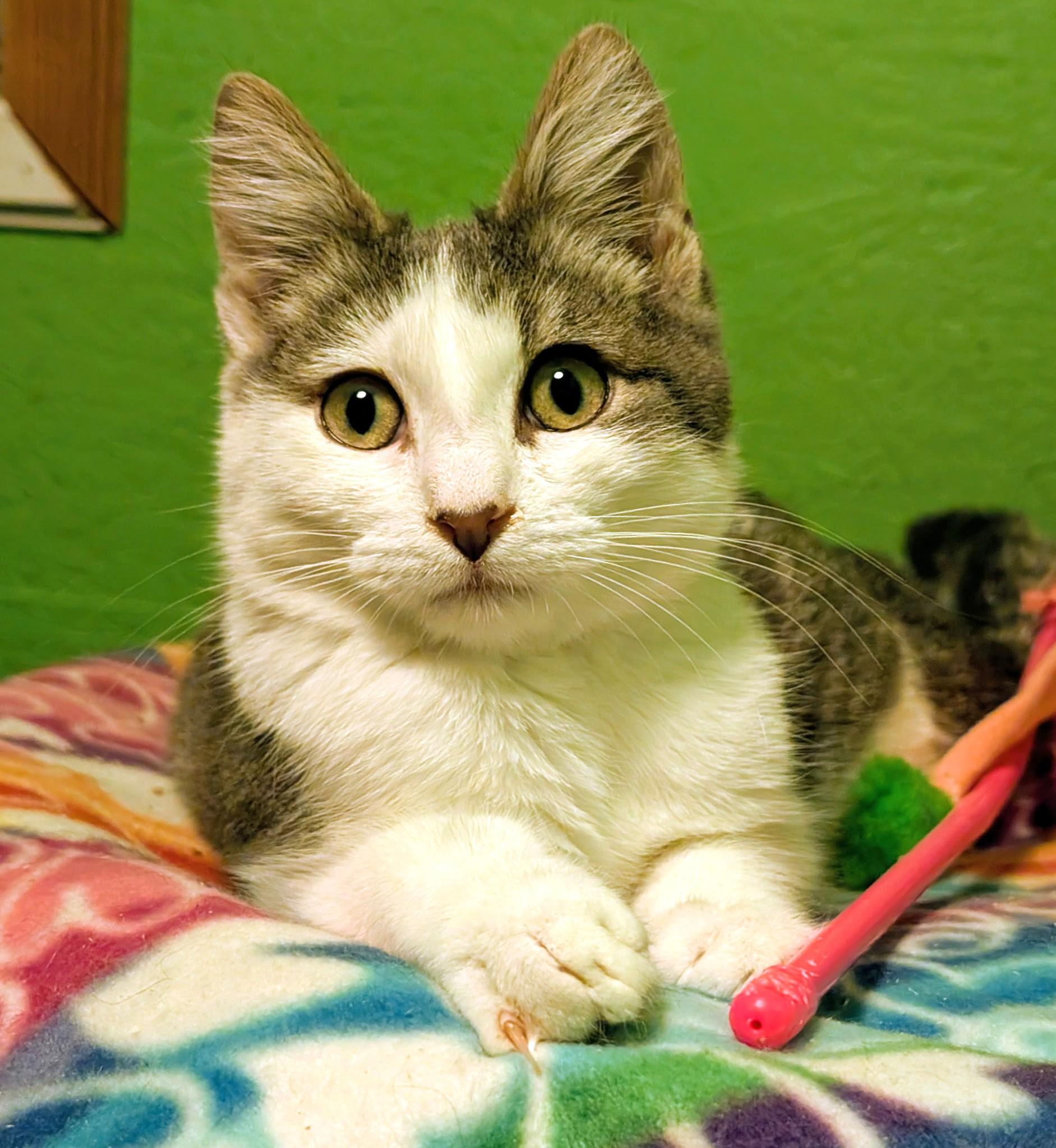 Enlarge Scotty: What a Character!, a ADOPTABLE Tabby in Newport, WA image 6/6