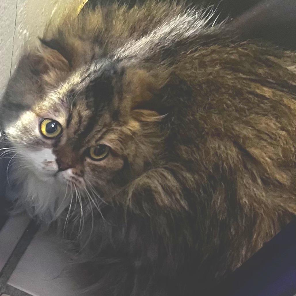 Enlarge Persephone, a Adoptable Persian in Tulsa, OK image 1/1