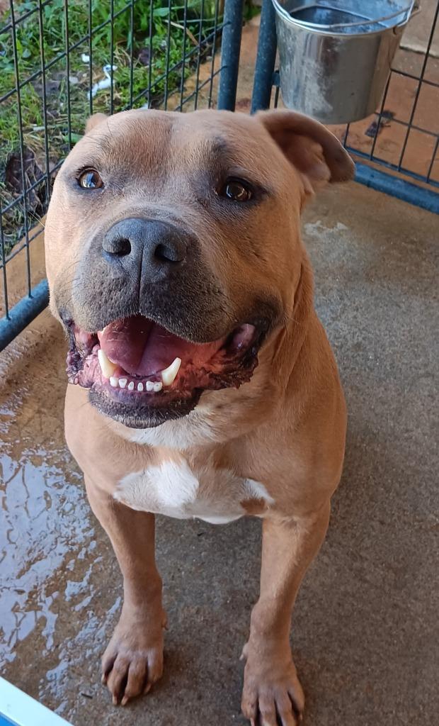 Enlarge CHUNK, a Adoptable Bull Terrier in Marianna, FL image 1/1