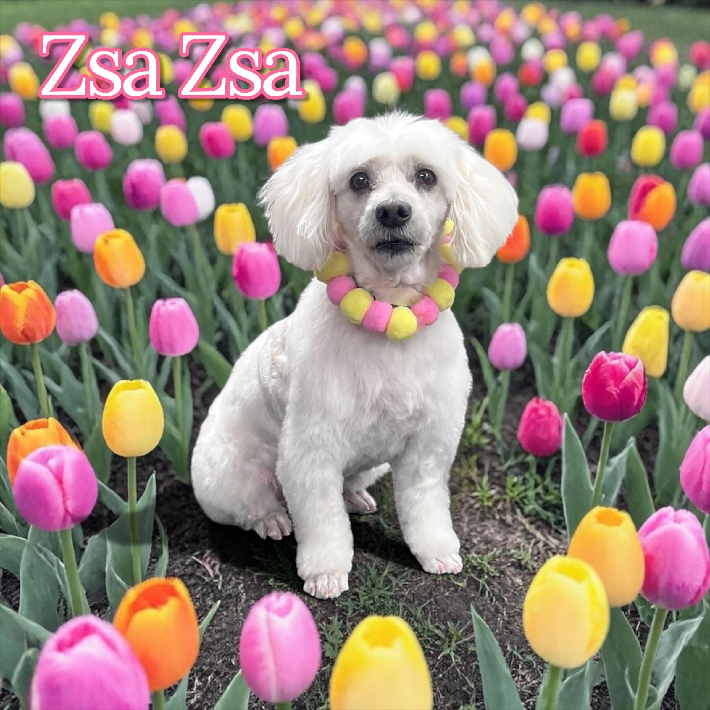 Enlarge Zsa Zsa, a ADOPTABLE mixed breed in Uxbridge, MA image 1/3