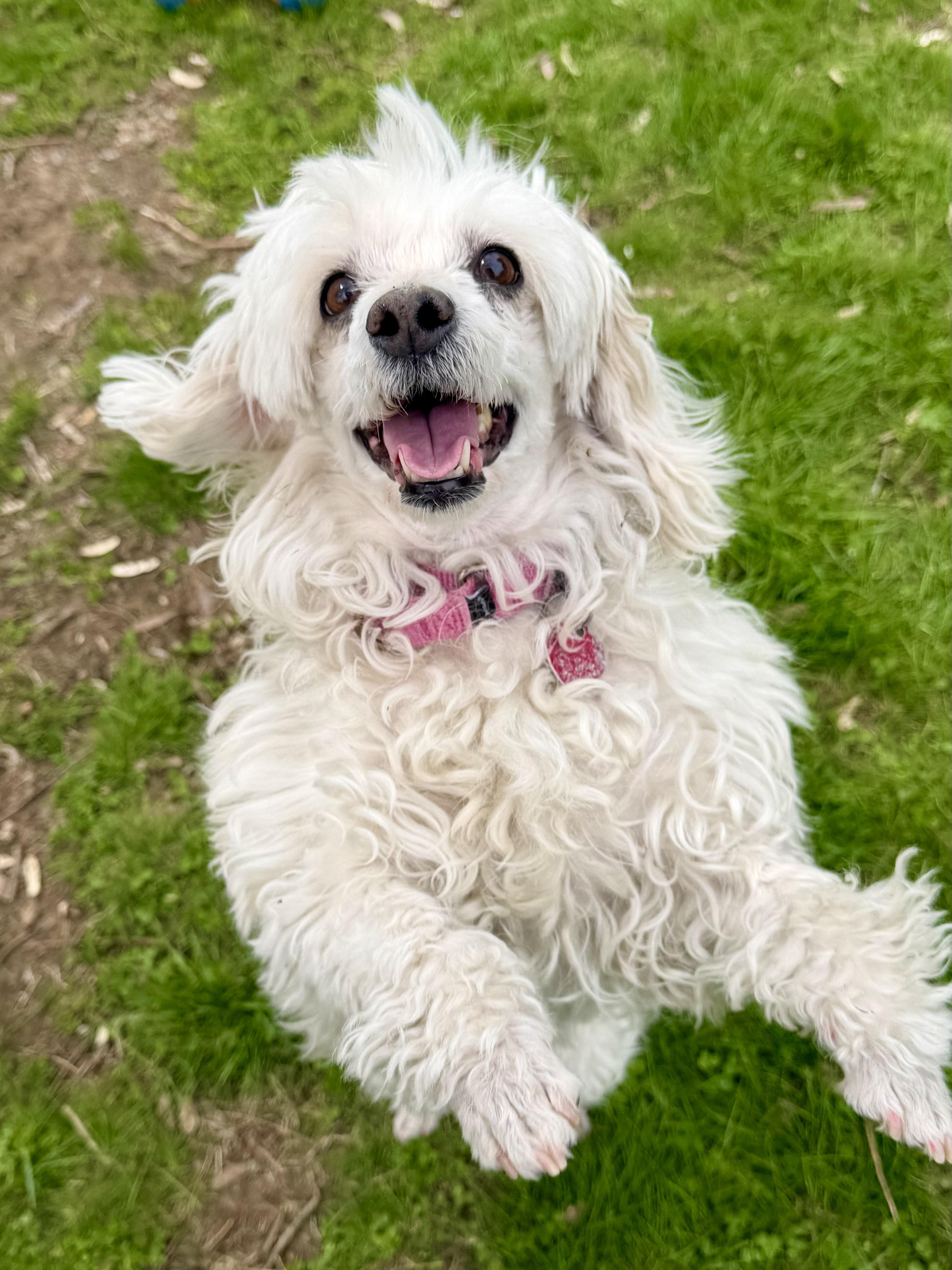 Enlarge Zsa Zsa, a ADOPTABLE mixed breed in Uxbridge, MA image 2/3