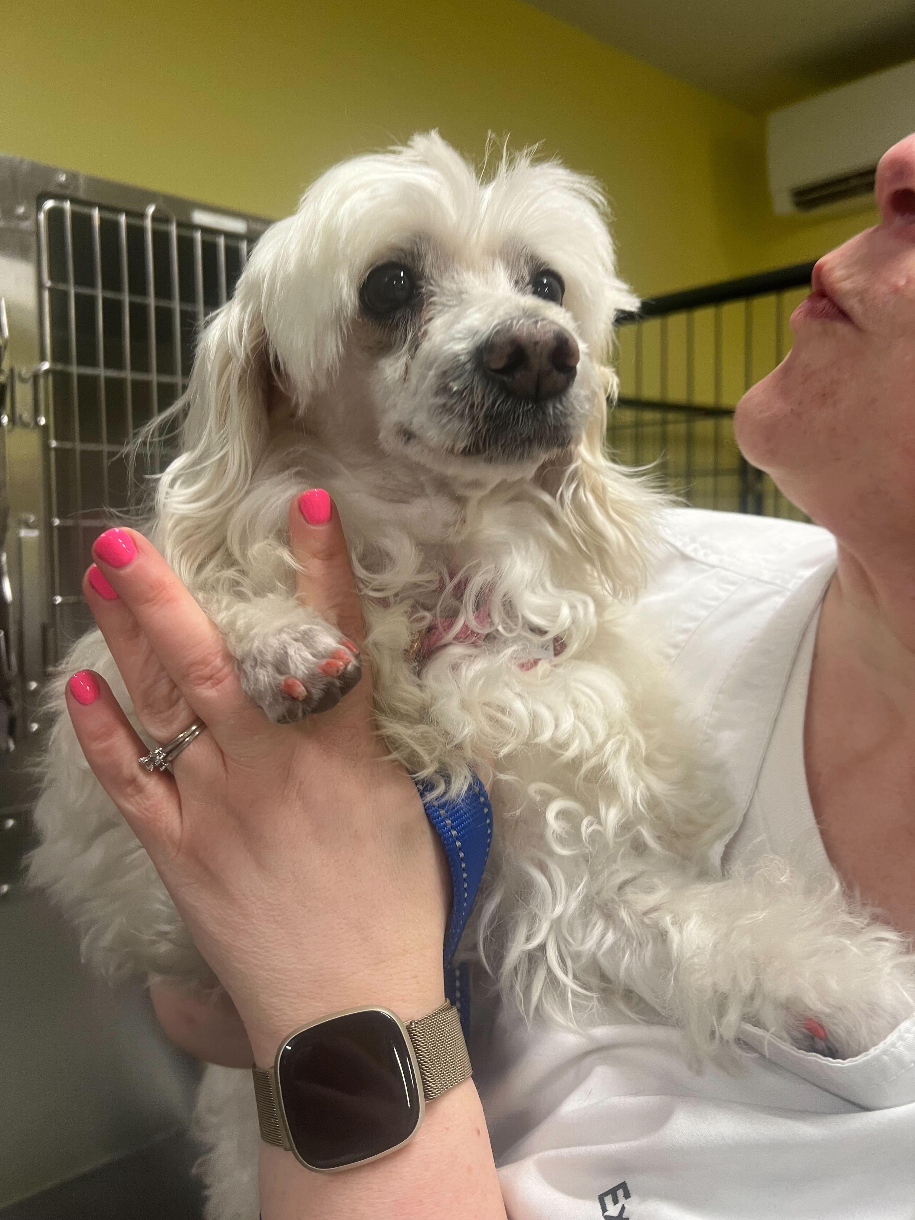 Enlarge Zsa Zsa, a ADOPTABLE mixed breed in Uxbridge, MA image 3/3