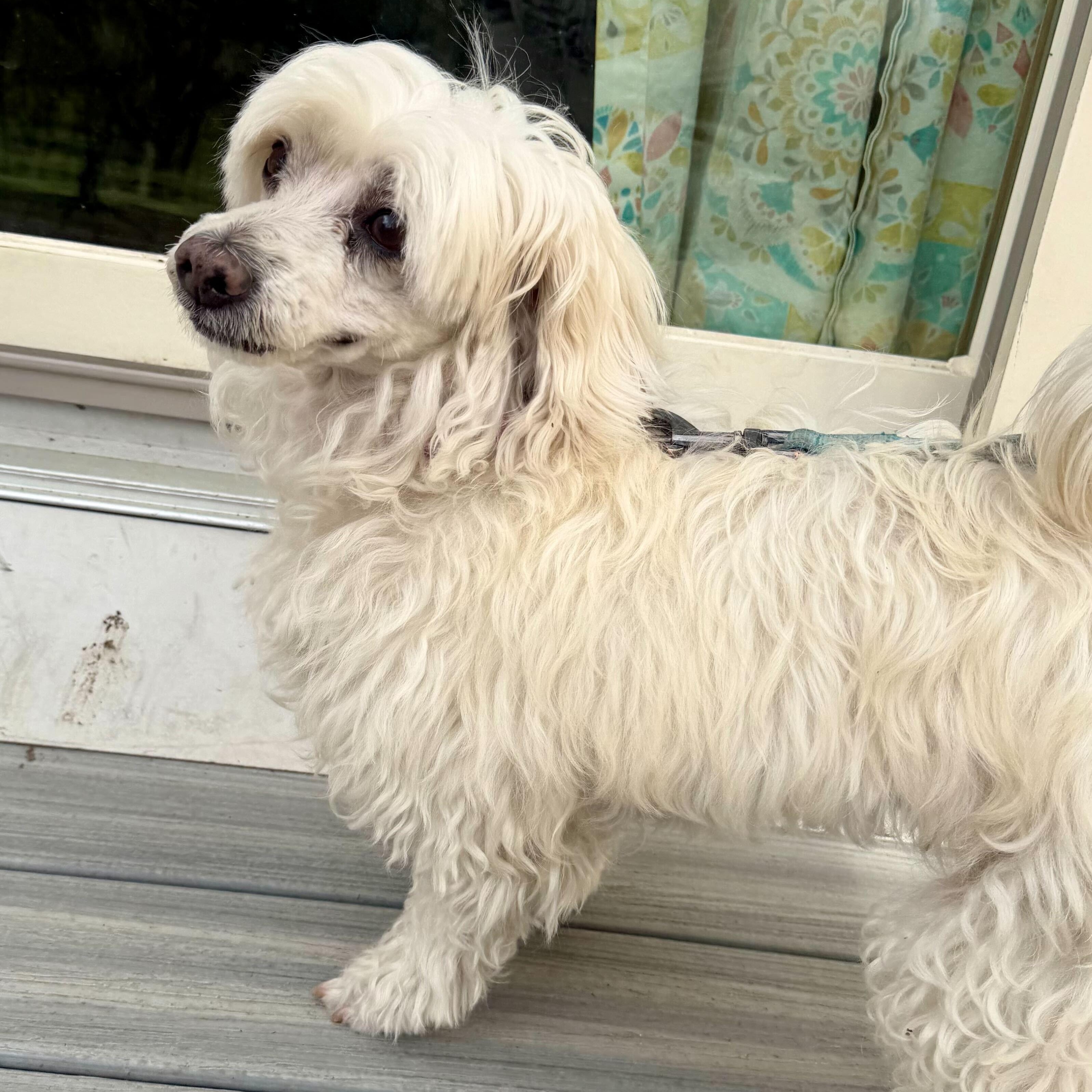 Zsa Zsa, ADOPTABLE, Senior Female Maltese.