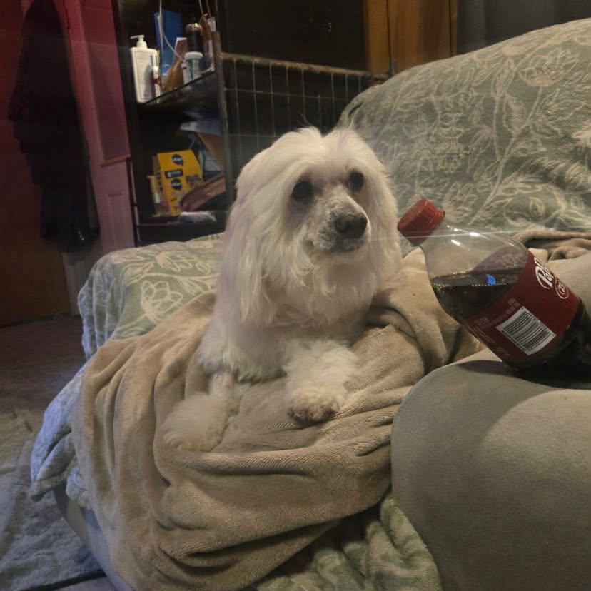 Enlarge Zsa Zsa, a ADOPTABLE mixed breed in Uxbridge, MA image 1/1