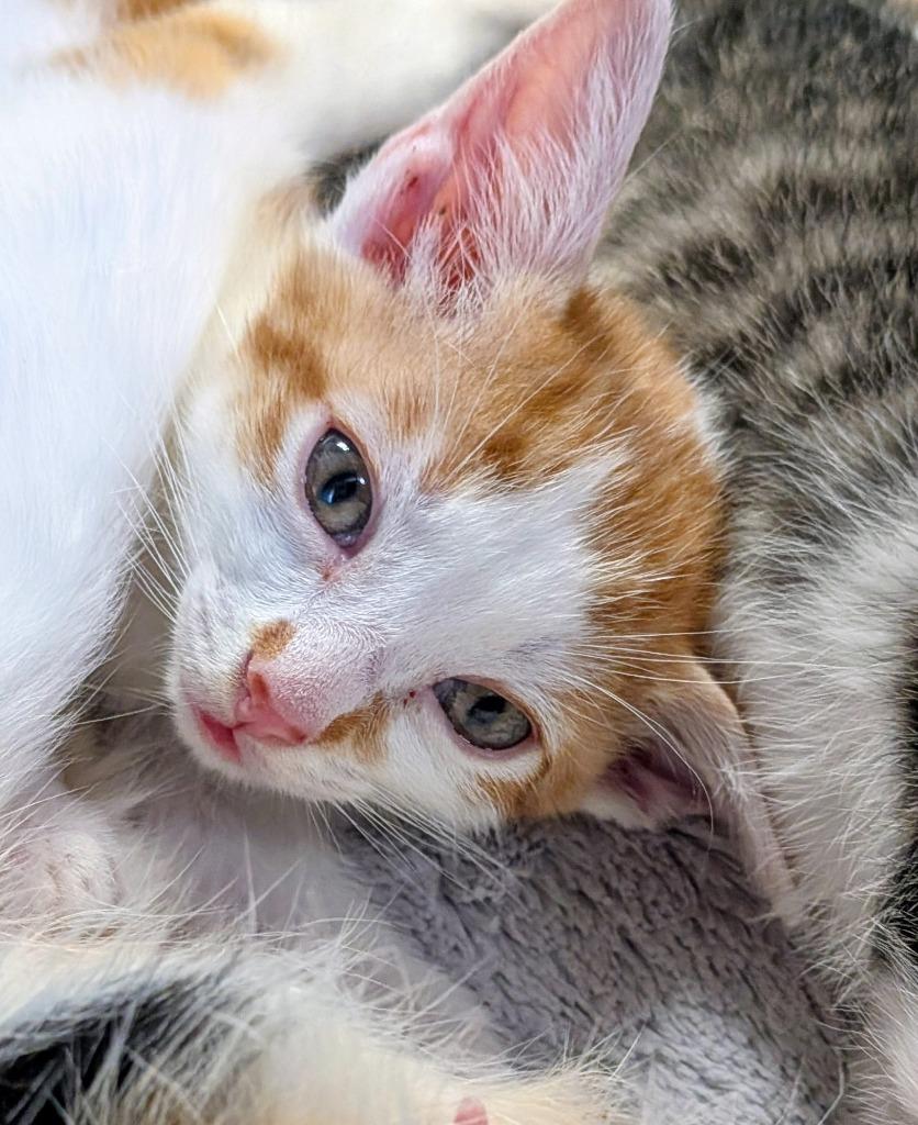 Erina, Adopted, Kitten Female Domestic Short Hair.