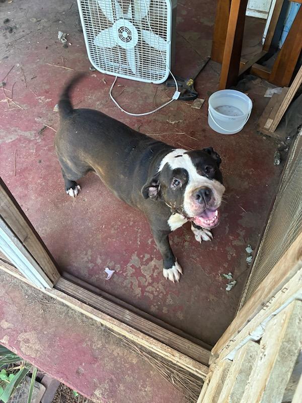 Roxy, Adoptable, Adult Female Pit Bull Terrier & Mixed Breed.