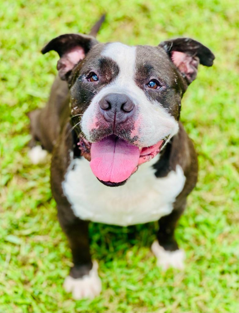 Enlarge Roxy, a Adoptable mixed breed in Chickamauga , GA image 2/2