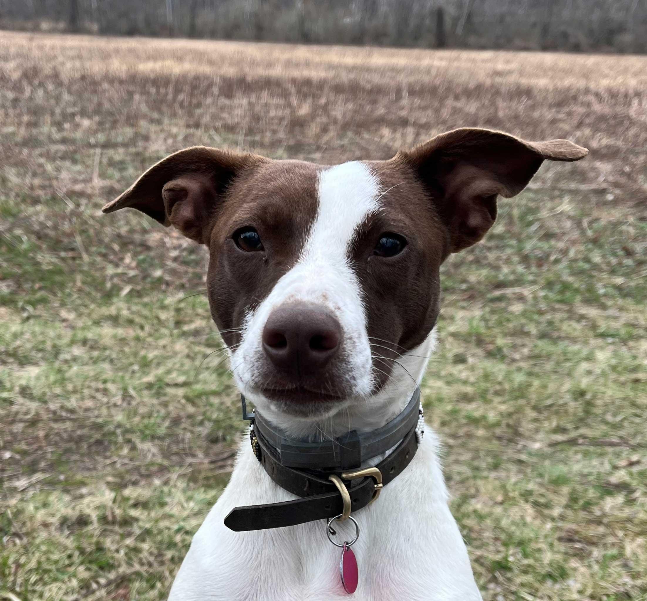 Tia, a ADOPTABLE mixed breed in Pennington, NJ image 1/5