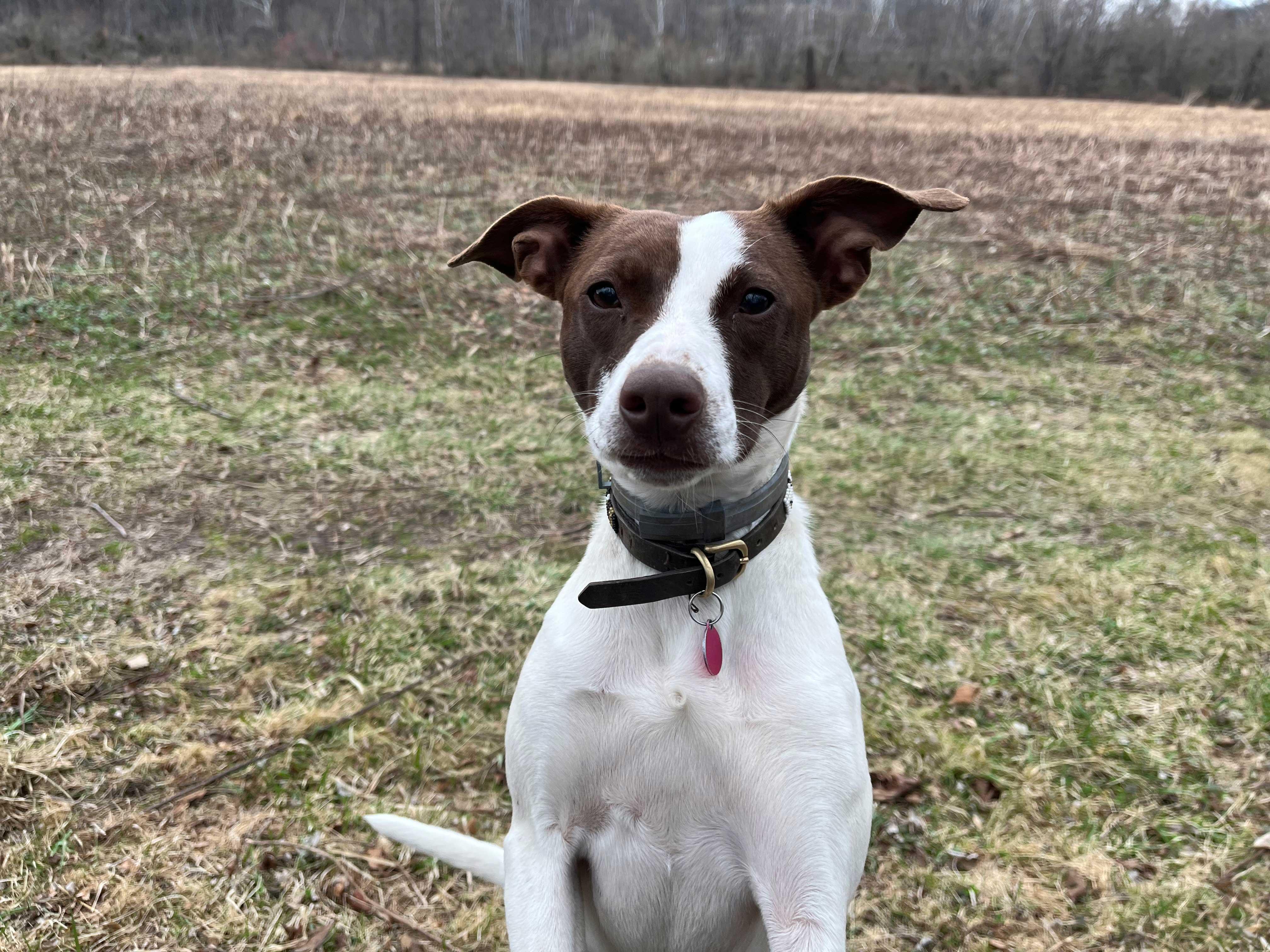 Tia, a ADOPTABLE mixed breed in Pennington, NJ image 5/5