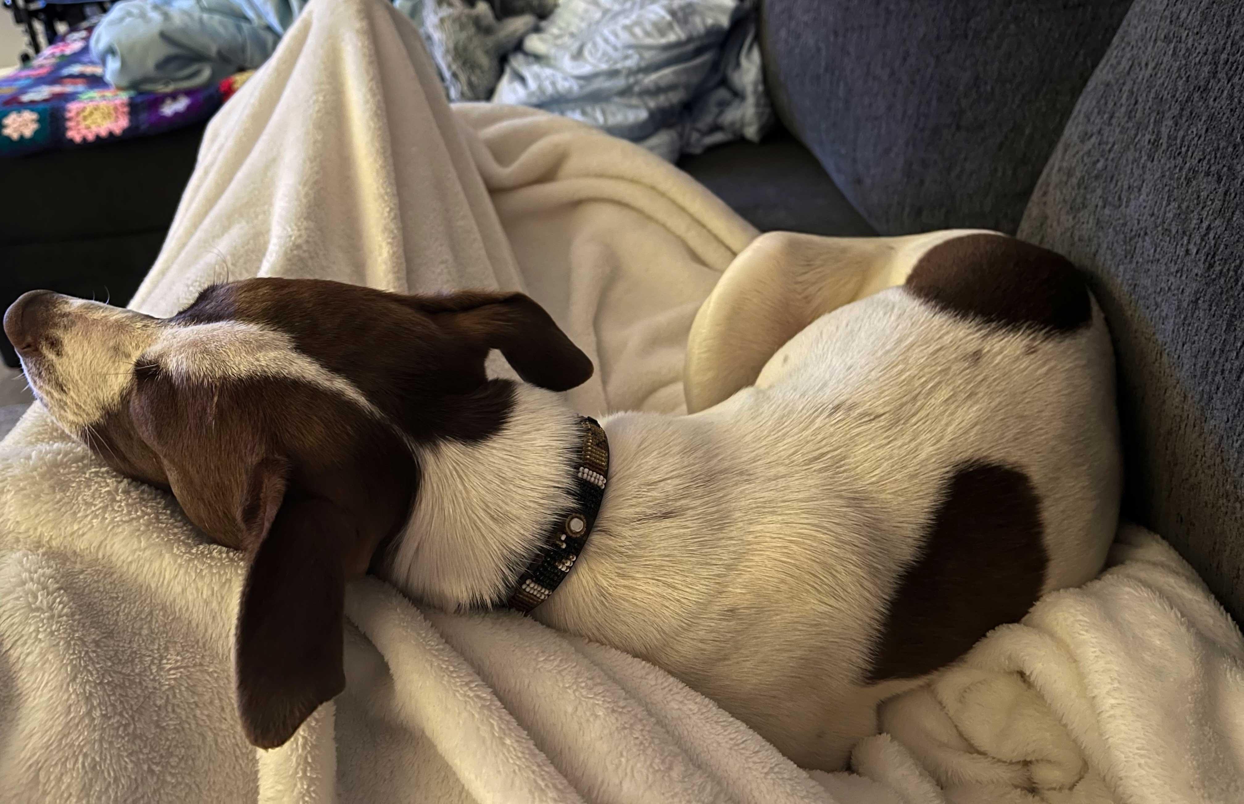 Tia, a ADOPTABLE mixed breed in Pennington, NJ image 3/5