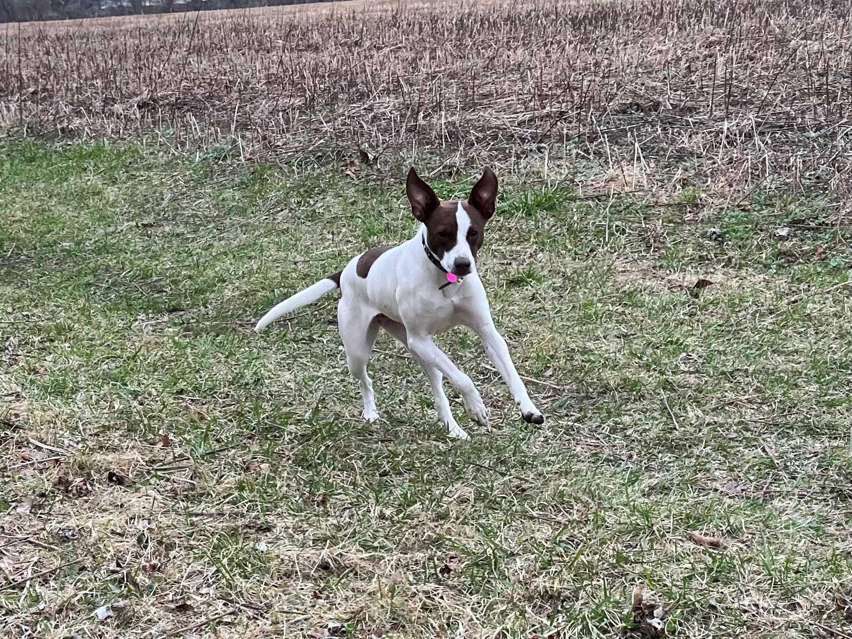 Tia, a ADOPTABLE mixed breed in Pennington, NJ image 2/5