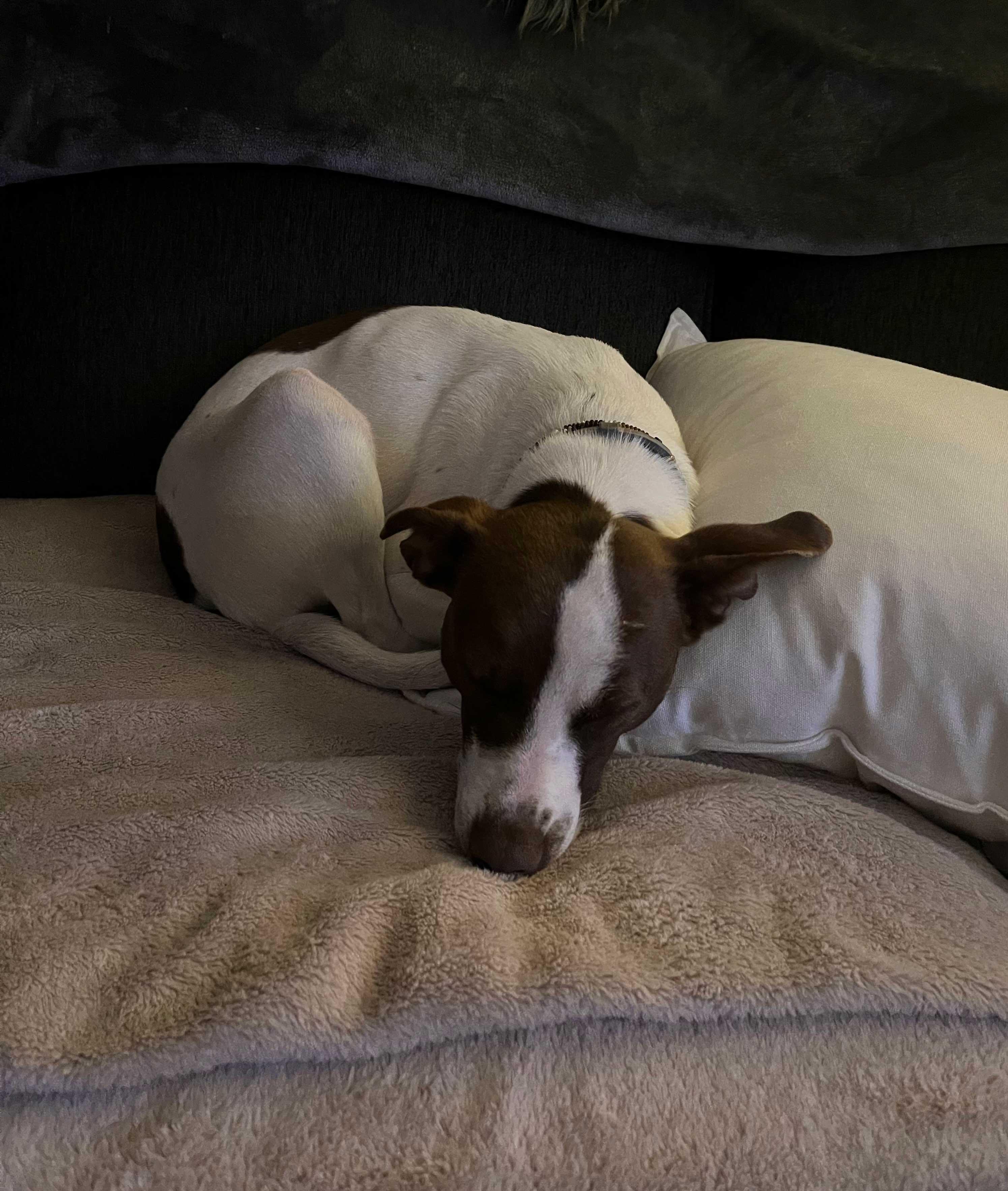 Tia, a ADOPTABLE mixed breed in Pennington, NJ image 4/5