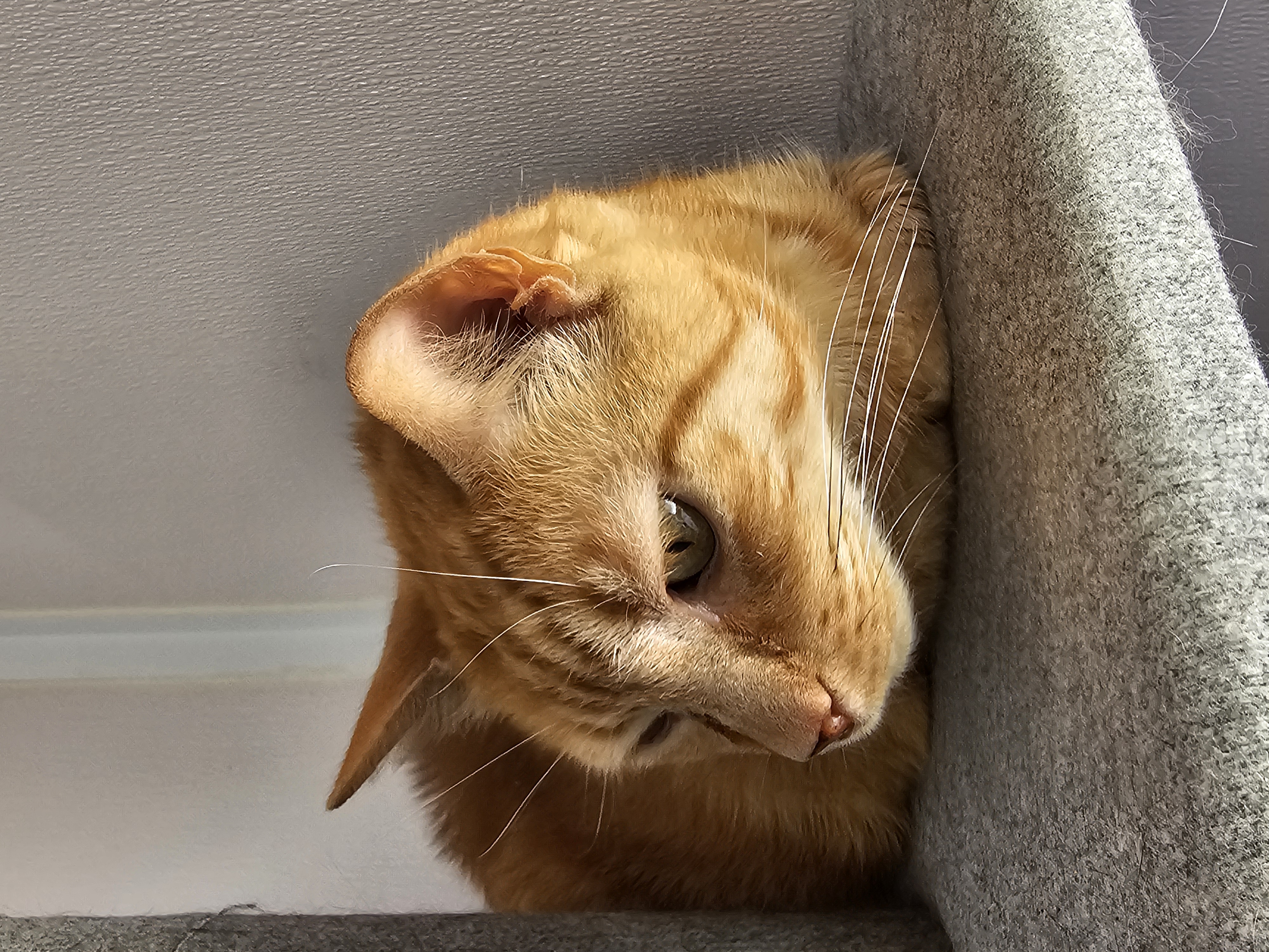 Enlarge Robin, a Adoptable Domestic Short Hair in Stockbridge, MI image 1/1