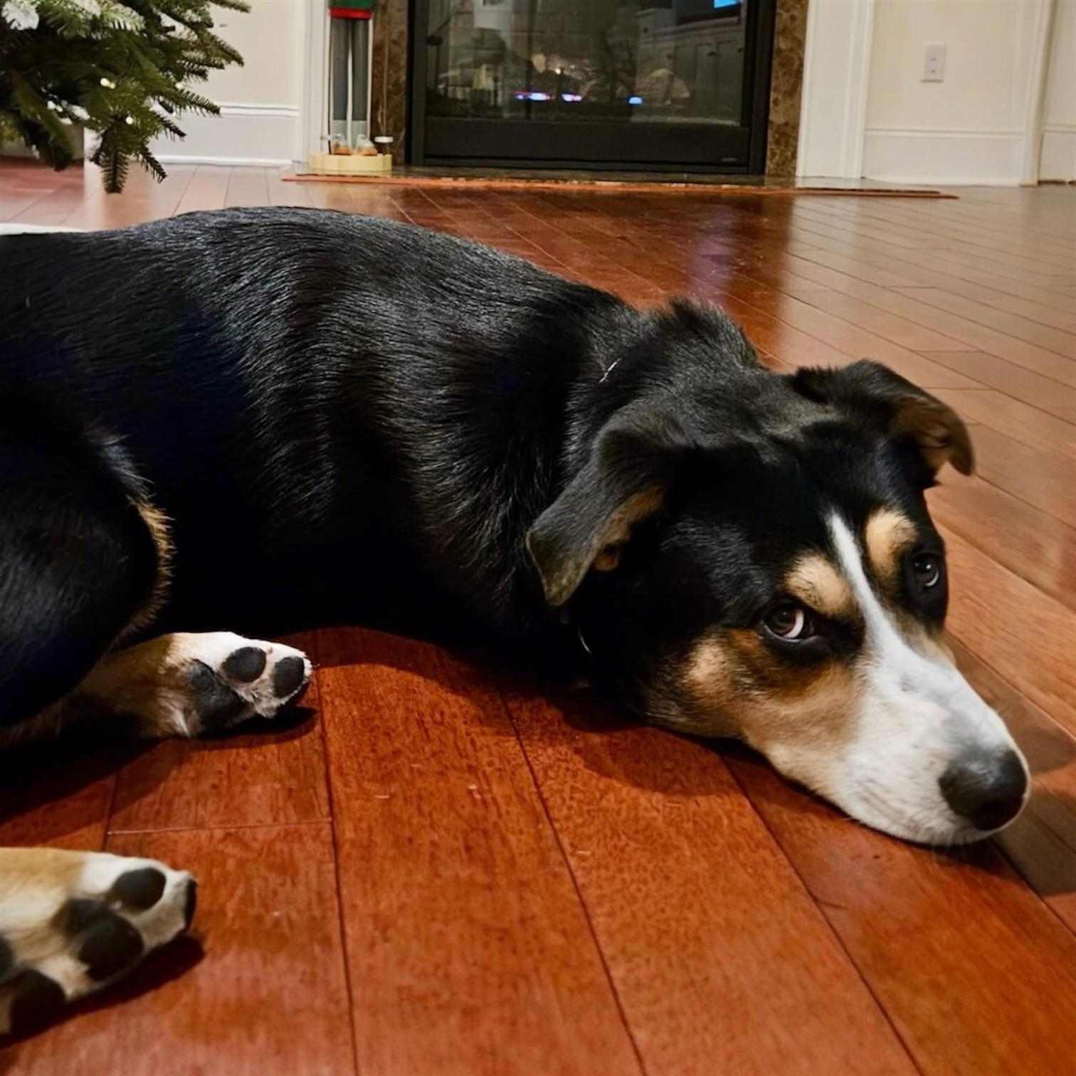 Jaxon, adopted, Young Male Mountain Dog & Greater Swiss Mountain Dog.