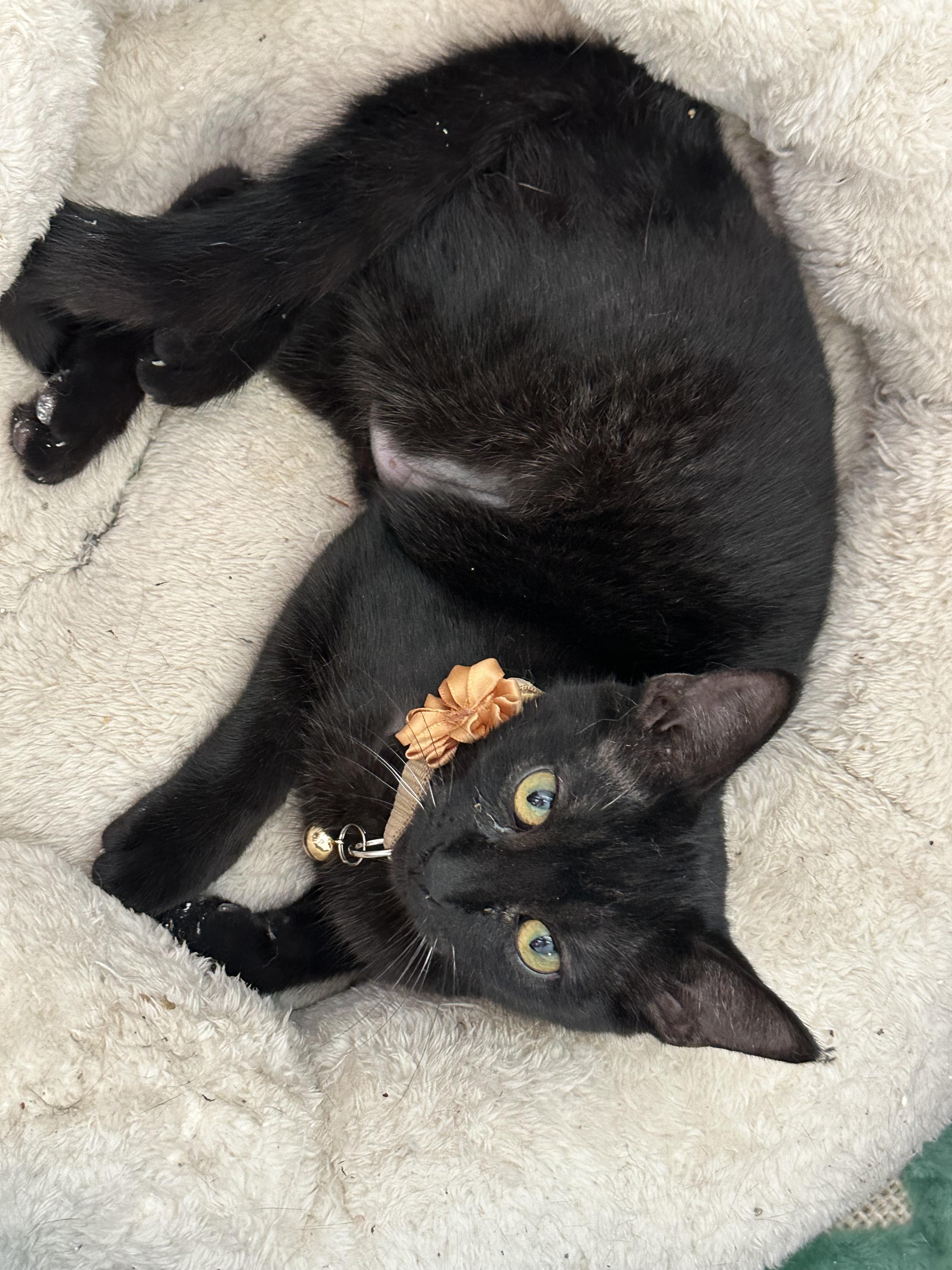 Enlarge Purralita, a Adoptable Domestic Short Hair in New Port Richey, FL image 1/1