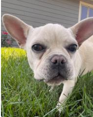 Samuel, a Adoptable French Bulldog in Seneca, KS image 1/3