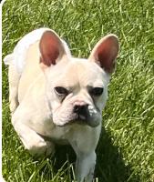 Samuel, Young Male French Bulldog