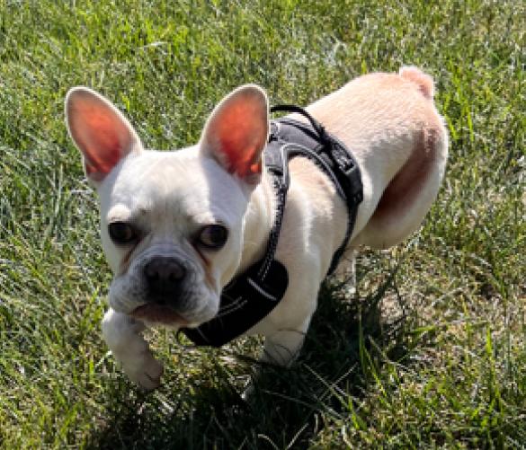 Samuel, a Adoptable French Bulldog in Seneca, KS image 3/3