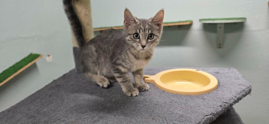 Enlarge Morgan, a Adoptable Domestic Short Hair in California City, CA image 1/2