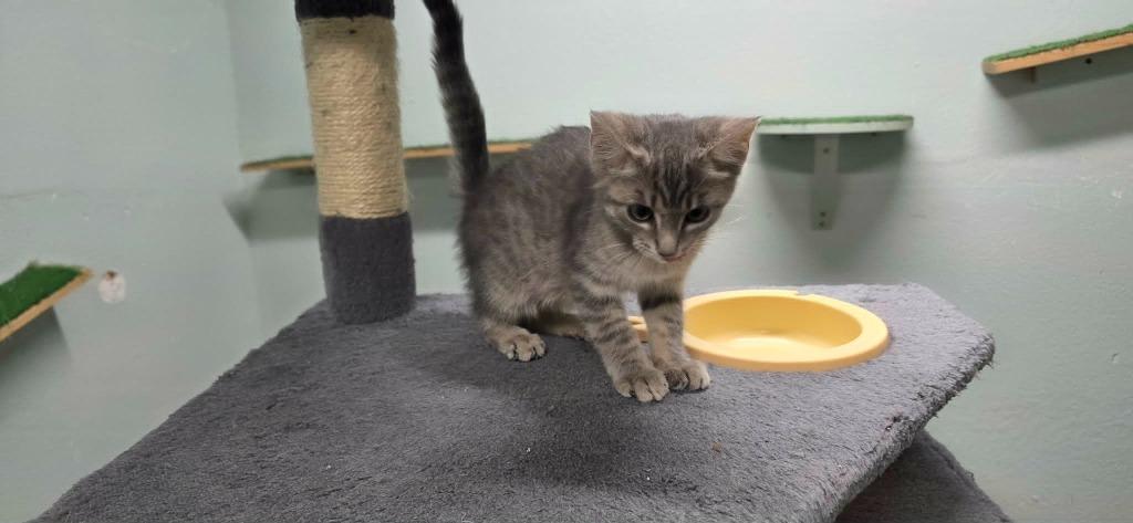 Enlarge Morgan, a Adoptable Domestic Short Hair in California City, CA image 2/2