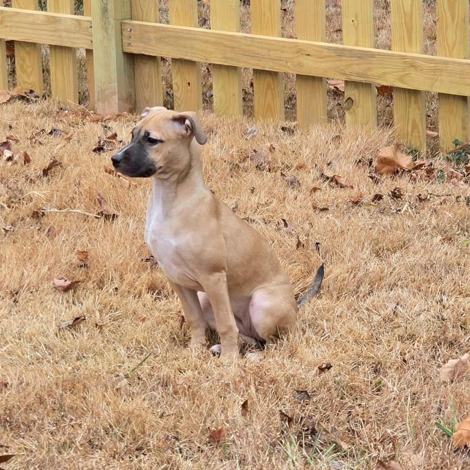 Sadie, a Adoptable mixed breed in Fredericksburg, VA image 1/6